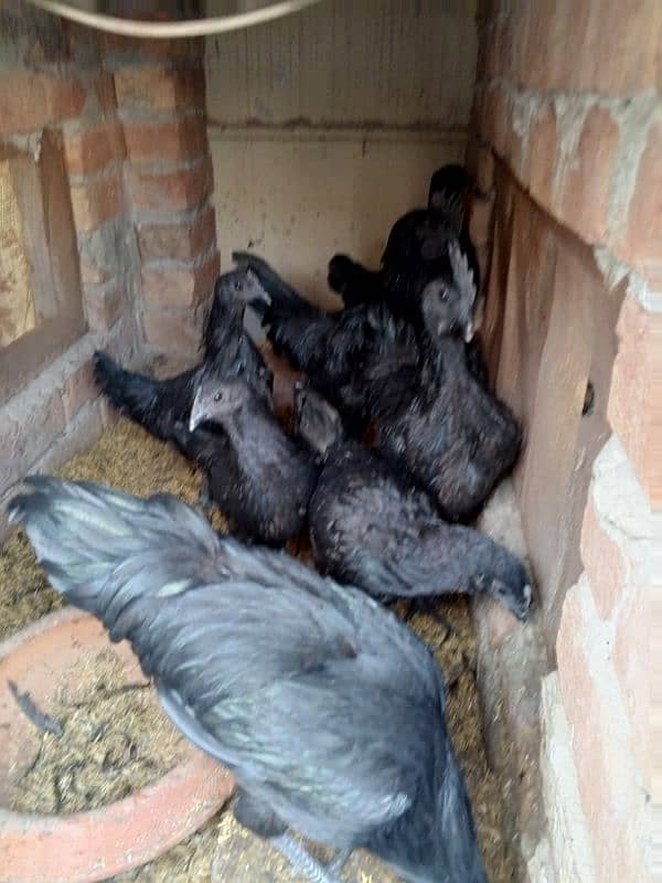 ayam cemani early breeders 11