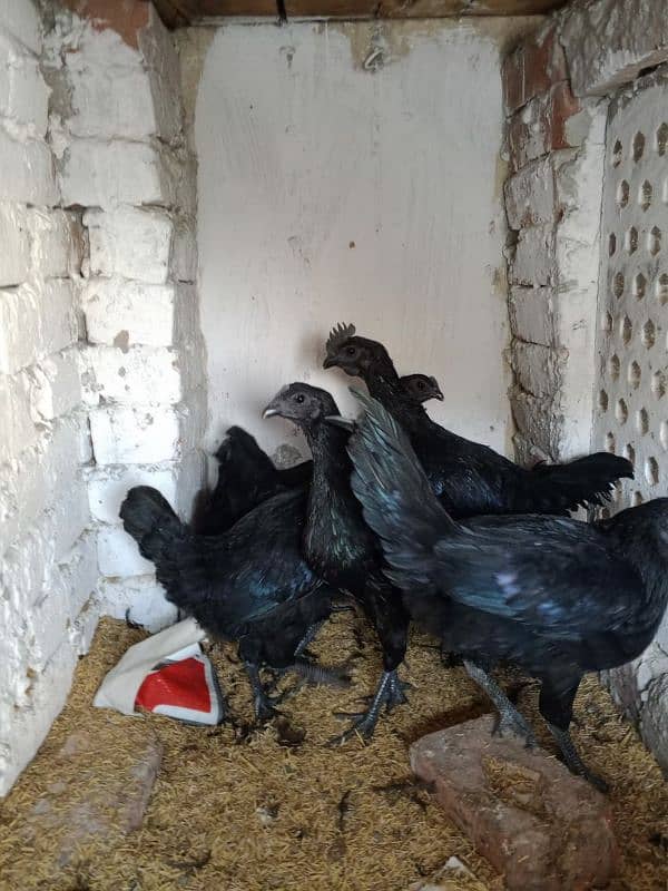 ayam cemani early breeders 12