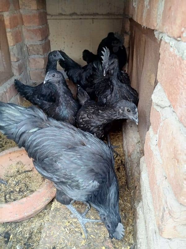 ayam cemani early breeders 13