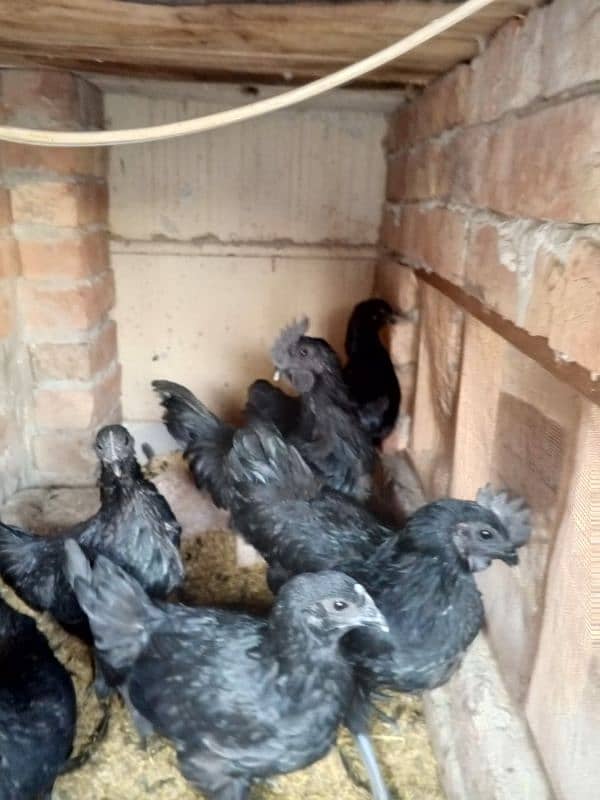 ayam cemani early breeders 14