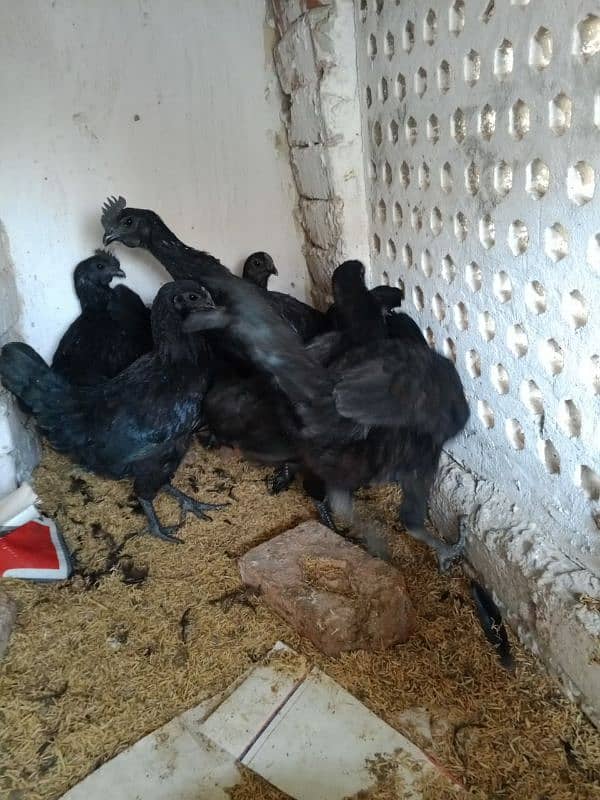 ayam cemani early breeders 15