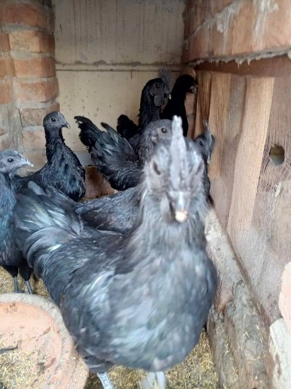 ayam cemani early breeders 16