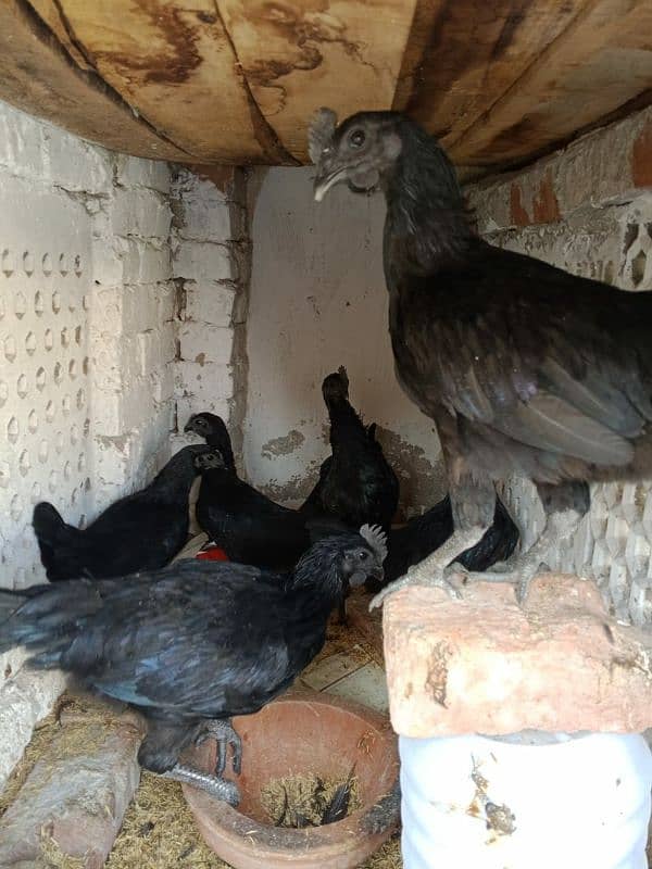 ayam cemani early breeders 17