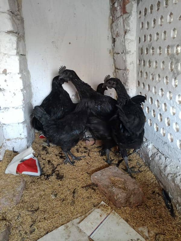 ayam cemani early breeders 18