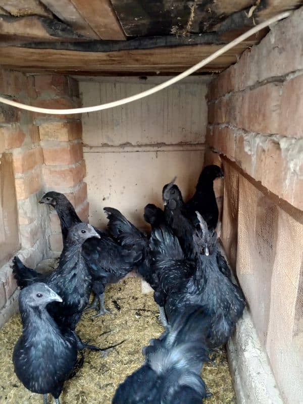 ayam cemani early breeders 19