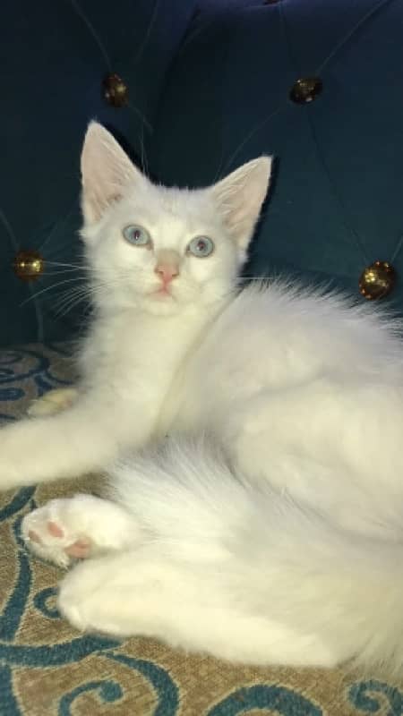 semi persian kittens 6