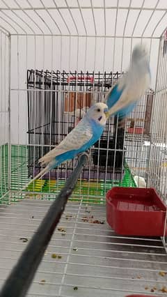 Budgie