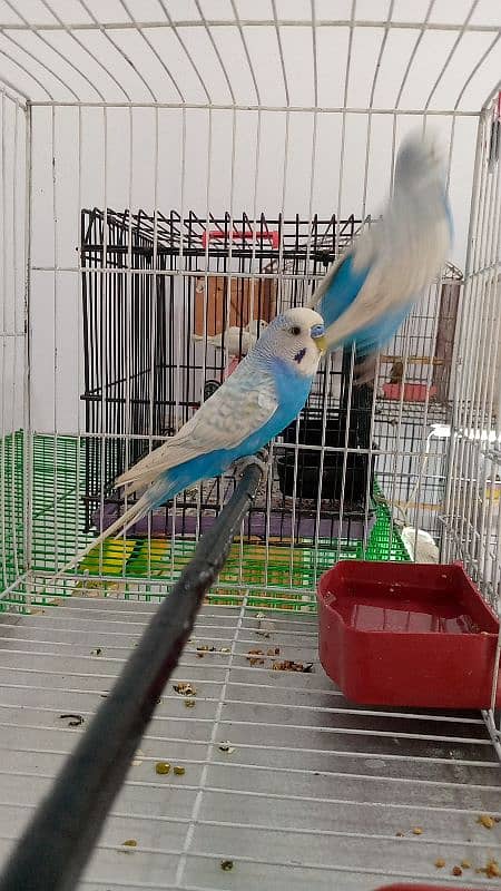 Budgie Parrot Adult Pair 0