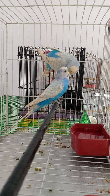 Budgie Parrot Adult Pair 1