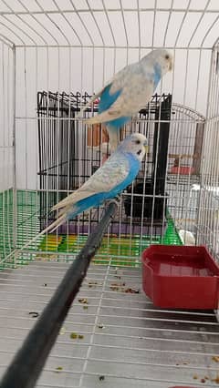 Budgie Parrot Adult Pair