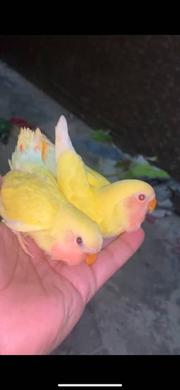 common lutino red eyes / pair with chicks / love birds / red eyes 3