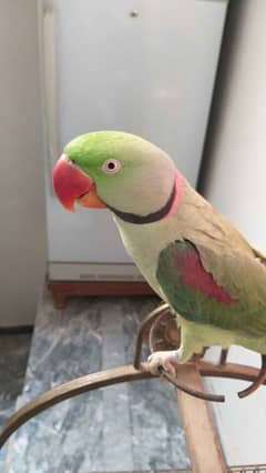 parrot for available