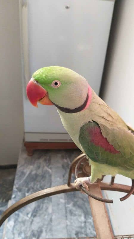 parrot for available 0