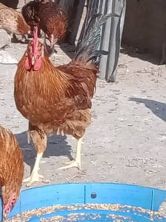 RIR HENS FOR SALE