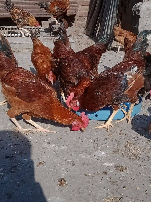 RIR HENS FOR SALE 2