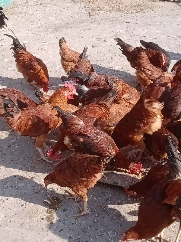 RIR HENS FOR SALE 3