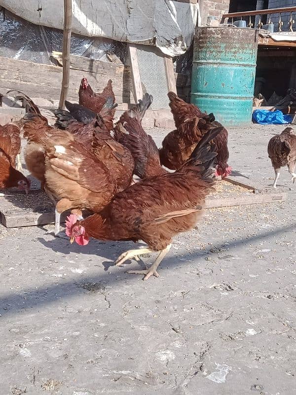 RIR HENS FOR SALE 4