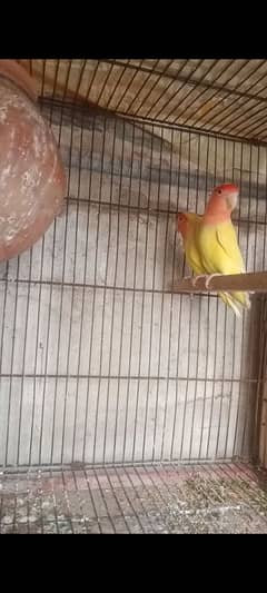 Breeder pair litno active sirf ap Ka liya 2200