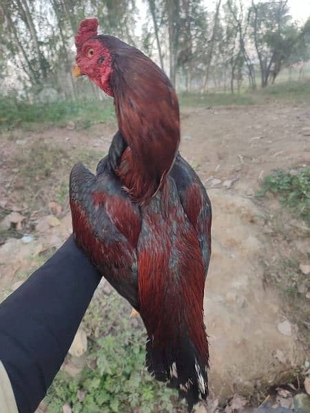 Aseel lasani and Aseel heera breed. 1