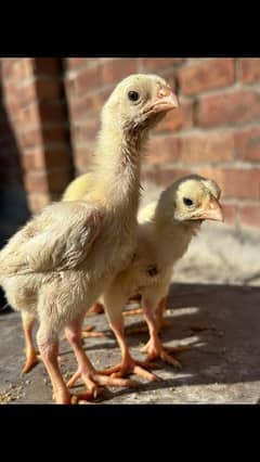 heera chicks for sale