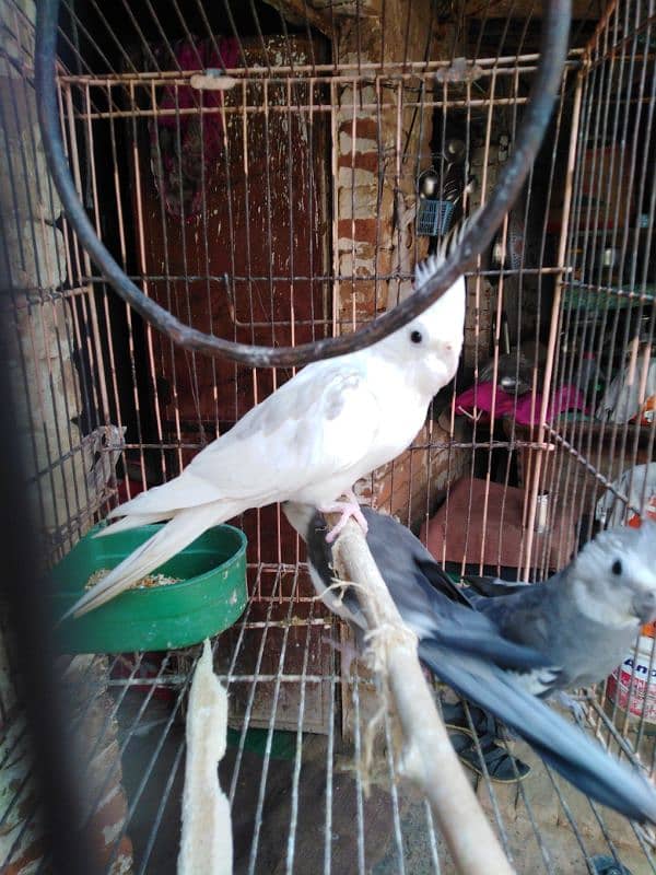 cocktail parrot only for peshawar 0