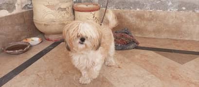 Shih Tzu female