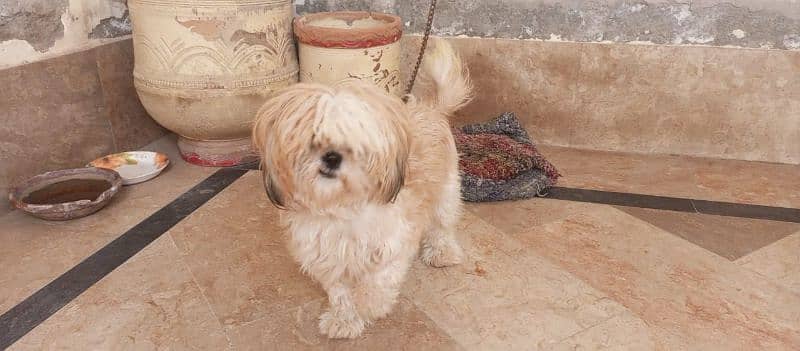 Shih Tzu female 0