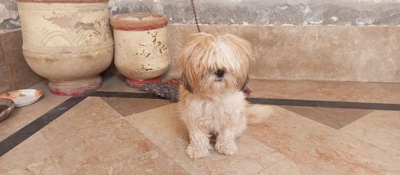 Shih Tzu female 1