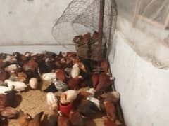 golden misri chicks available for sale video available on whatspp