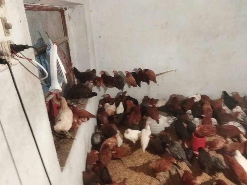 golden misri chicks available for sale video available on whatspp 2