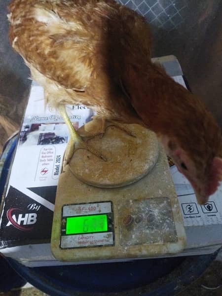 golden misri chicks available for sale video available on whatspp 3