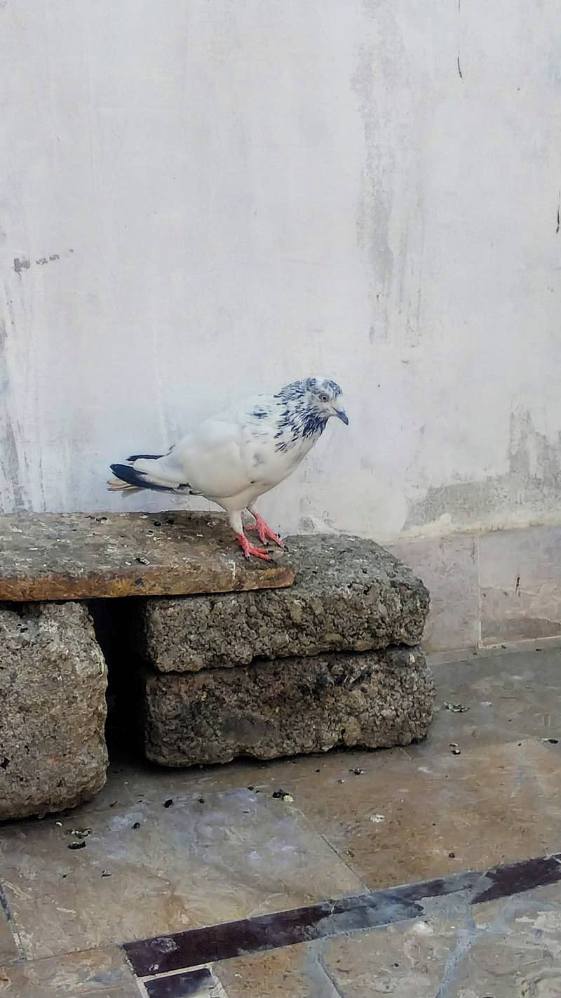 High flyer pigeon kabli , gola kabootar 0