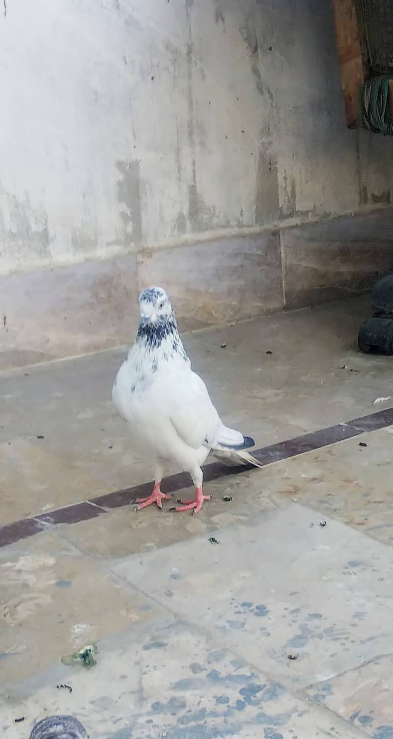 High flyer pigeon kabli , gola kabootar 1