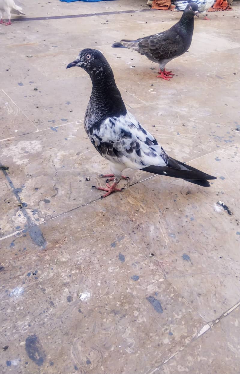 High flyer pigeon kabli , gola kabootar 3