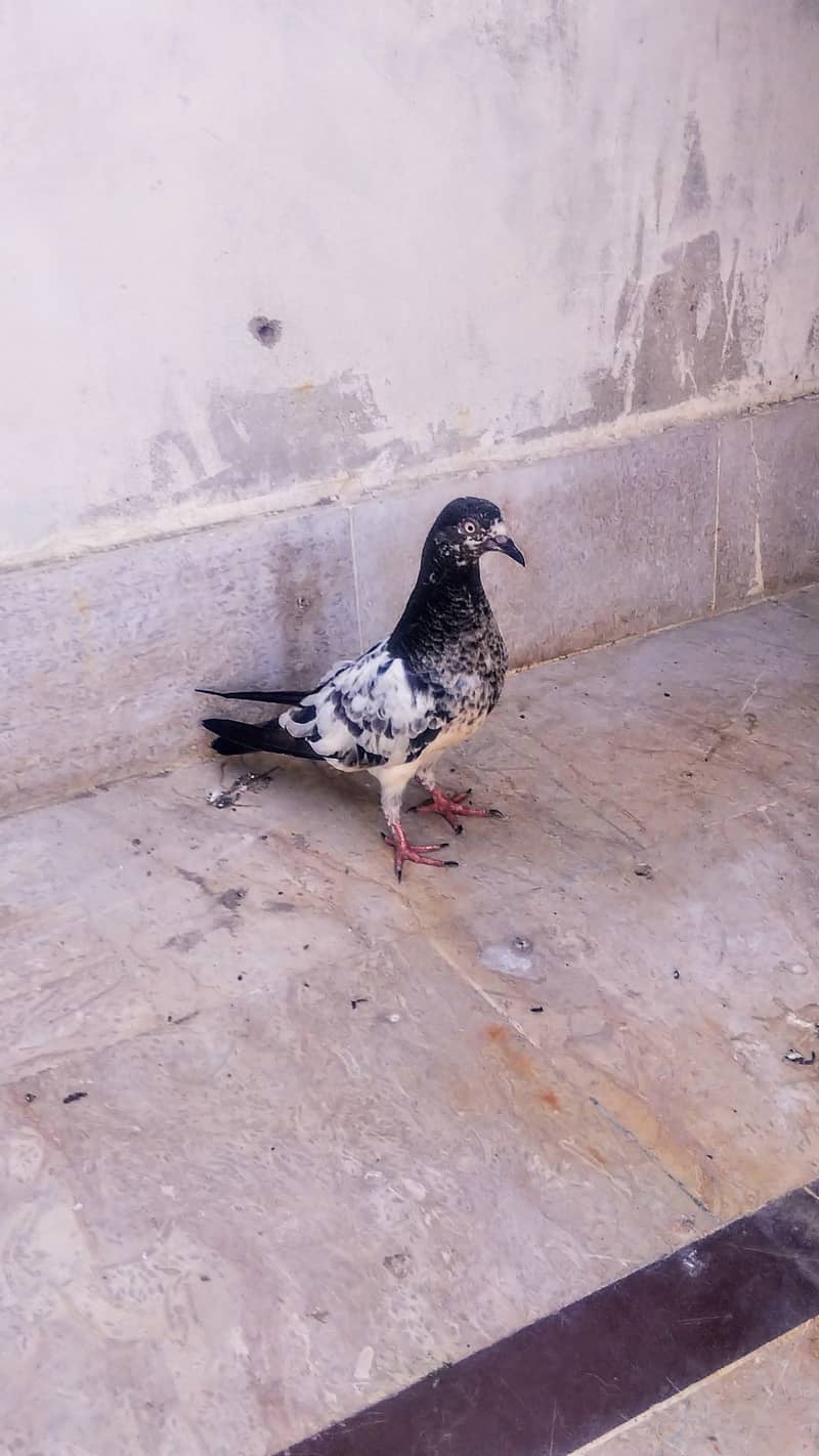 High flyer pigeon kabli , gola kabootar 4