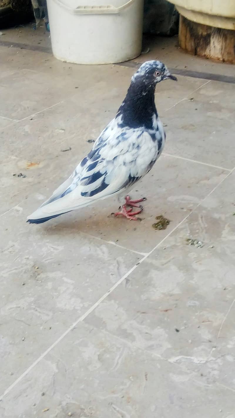 High flyer pigeon kabli , gola kabootar 5