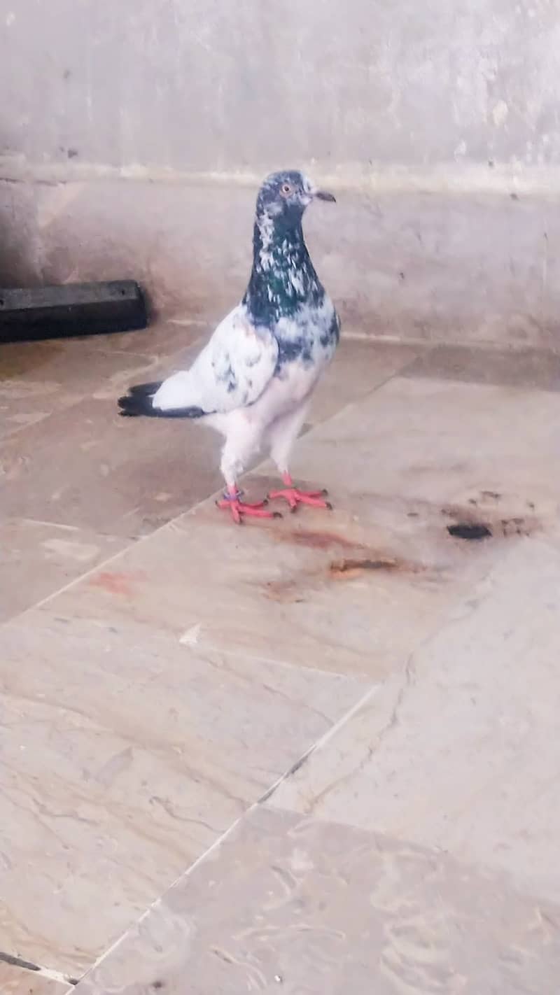 High flyer pigeon kabli , gola kabootar 6