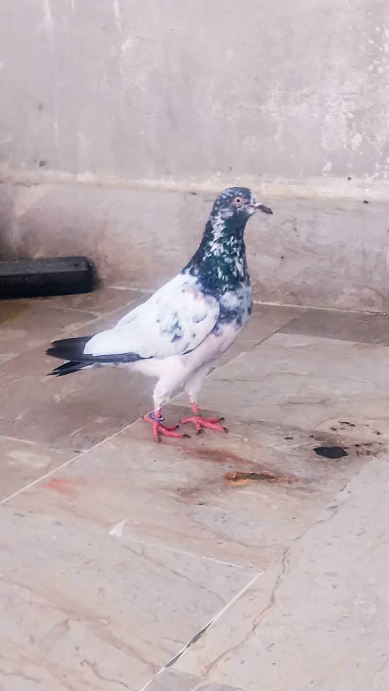 High flyer pigeon kabli , gola kabootar 7