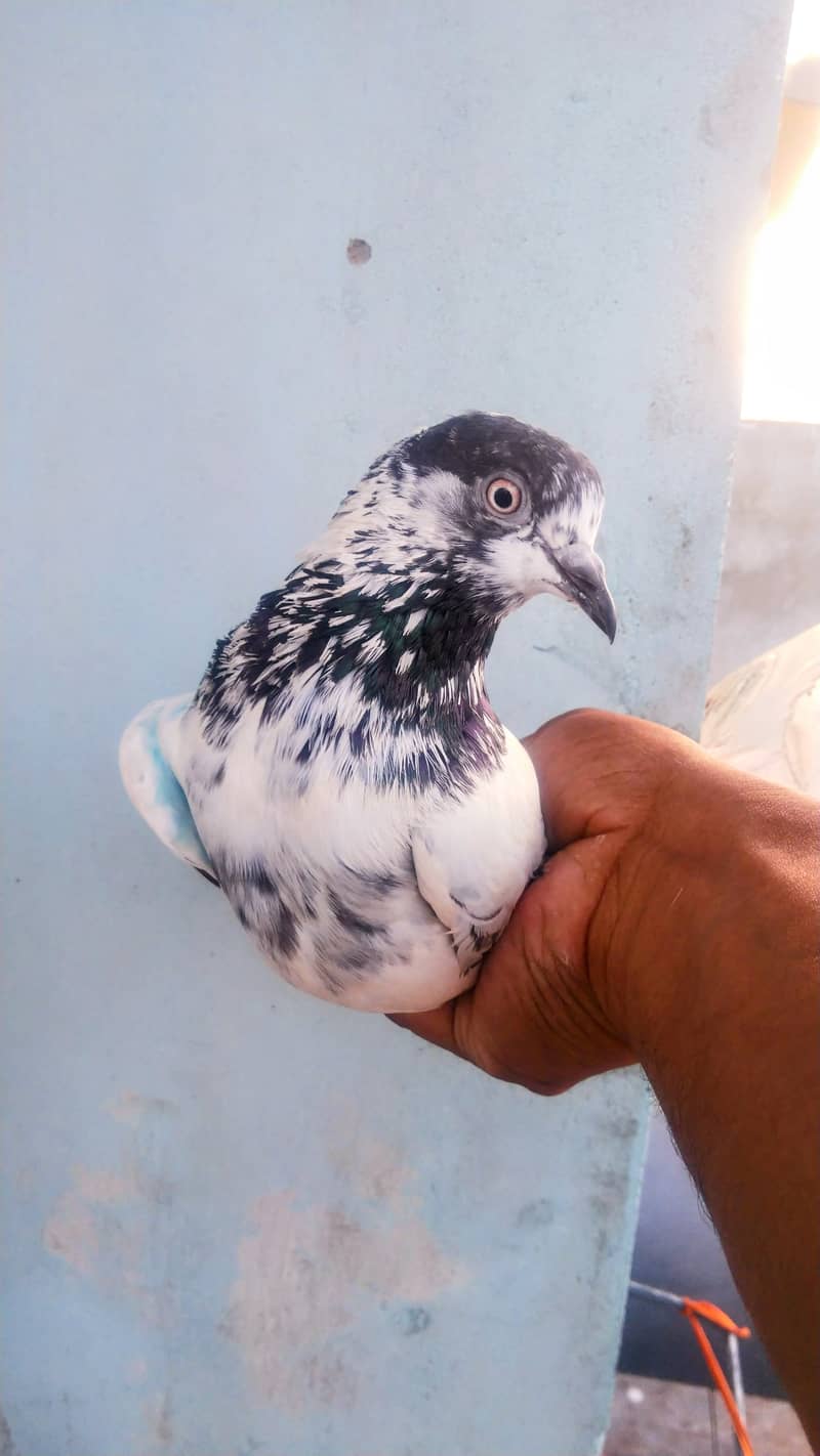 High flyer pigeon kabli , gola kabootar 9