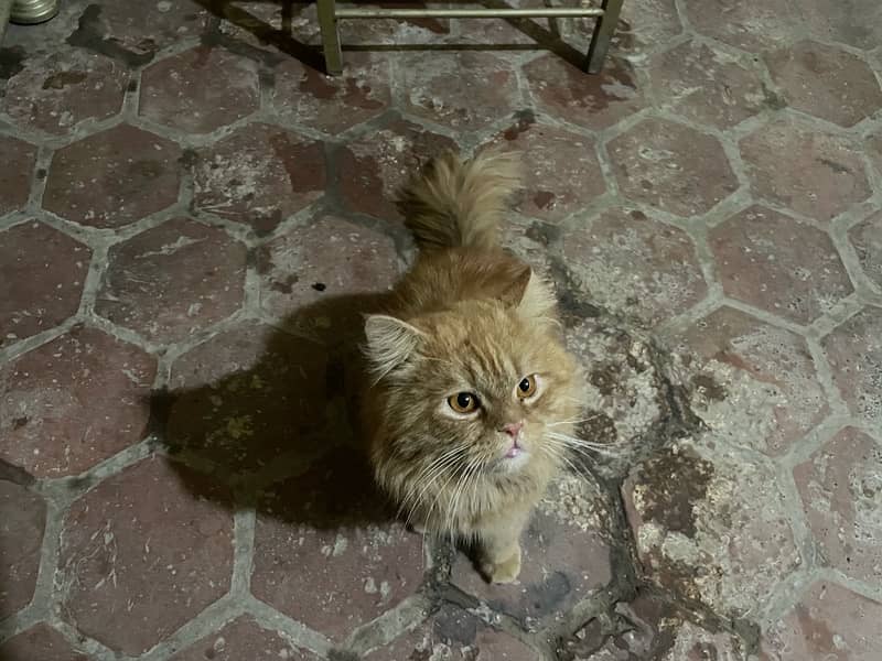 Persian cat for sale 0