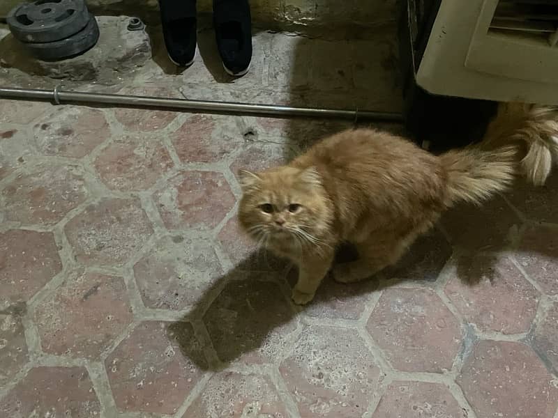 Persian cat for sale 1