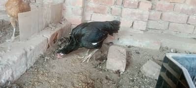 Pure Aseel hens with one chik for sale