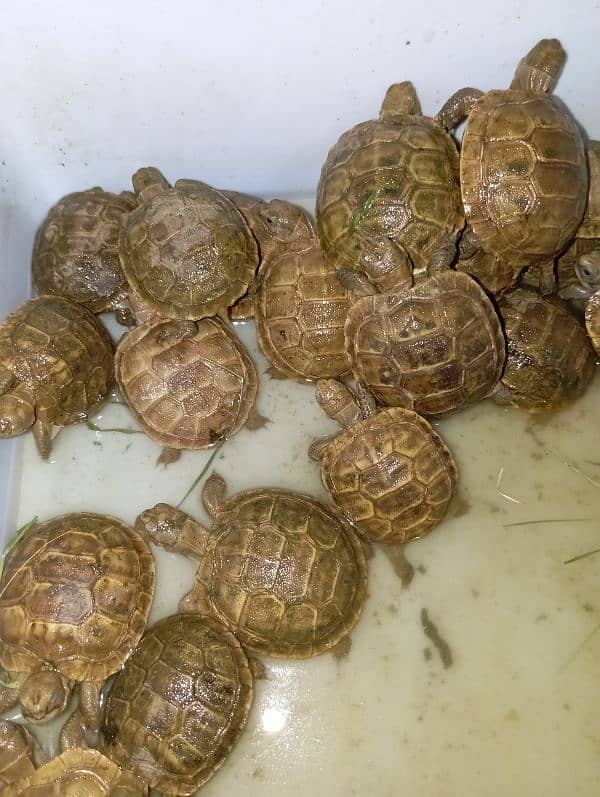 russian tortoise 0