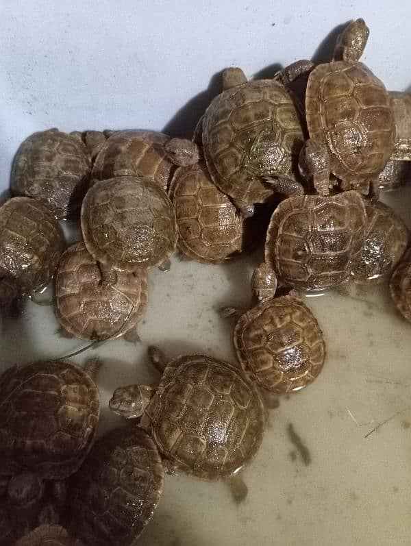 russian tortoise 1