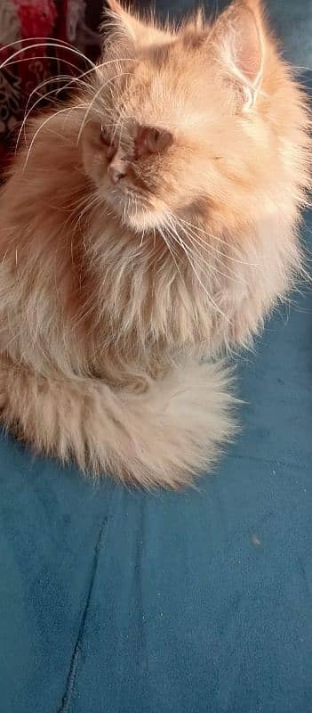 Persian Punch Face Male Trained Cat triple coat 1