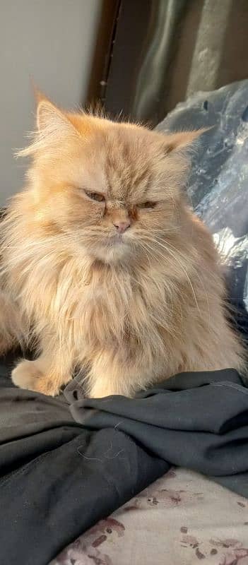 Persian Punch Face Male Trained Cat triple coat 2