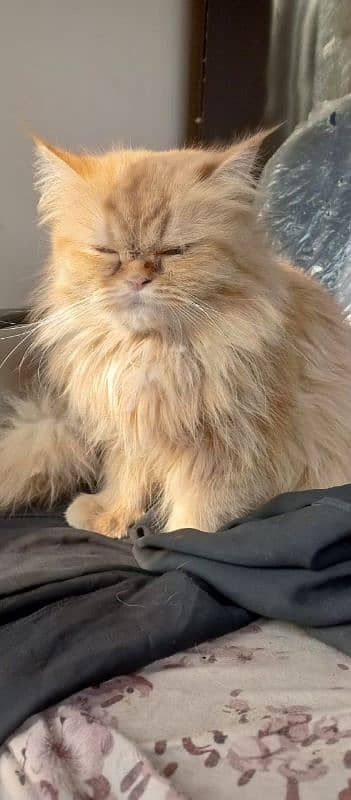 Persian Punch Face Male Trained Cat triple coat 3