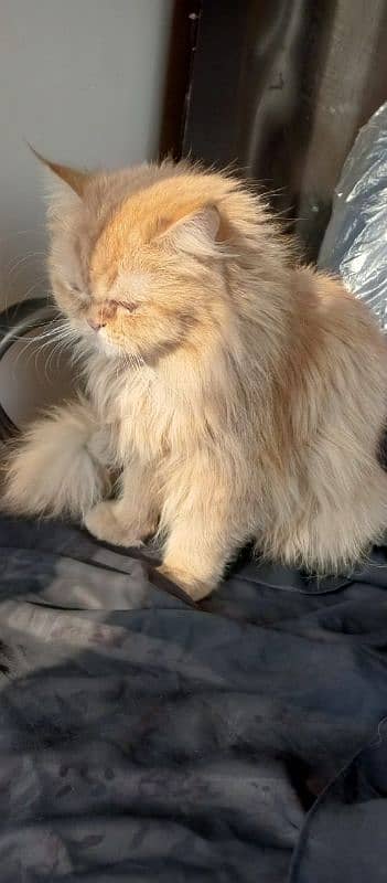 Persian Punch Face Male Trained Cat triple coat 4