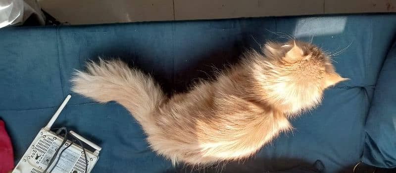 Persian Punch Face Male Trained Cat triple coat 7