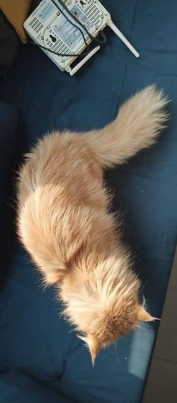 Persian Punch Face Male Trained Cat triple coat 8